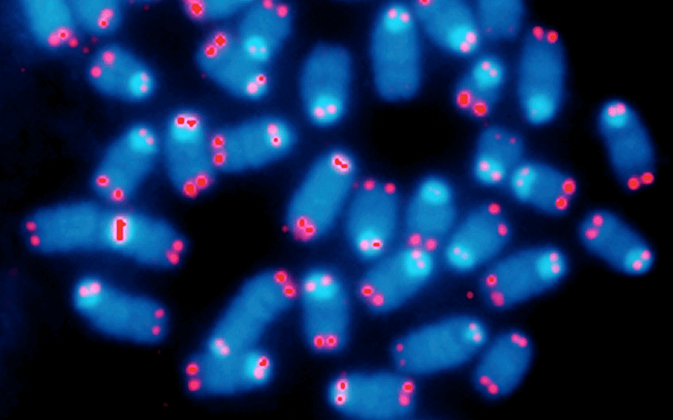 Imagen de telómeros humanos en células. Cada telómero se muestra mediante puntos rojos en núcleos de células en reposo (círculos) y células que se están dividiendo (cromosomas lineales separados).